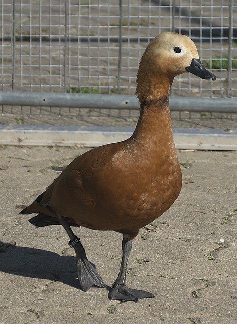 独行侠与森